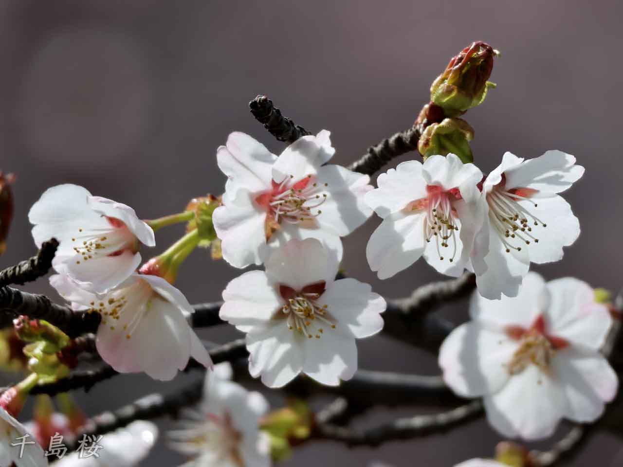 千島桜、小輪