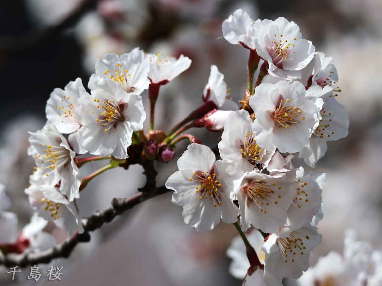 千島桜