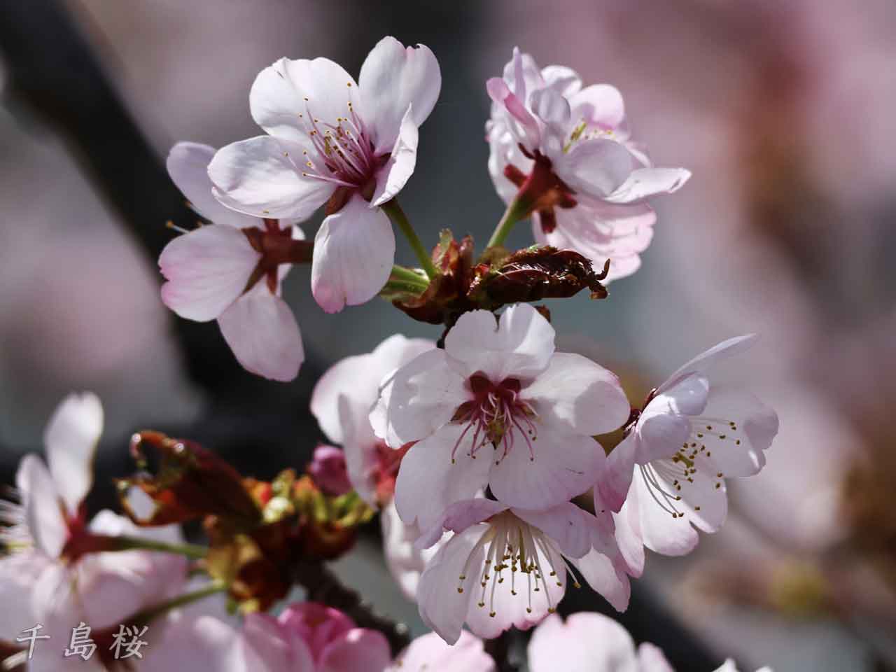 千島桜