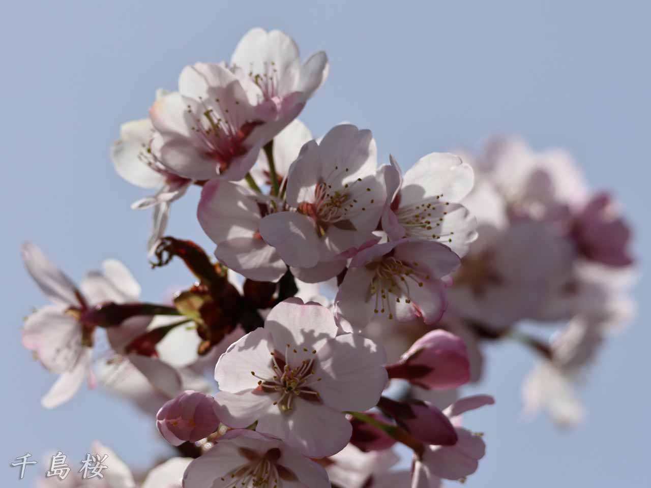 千島桜