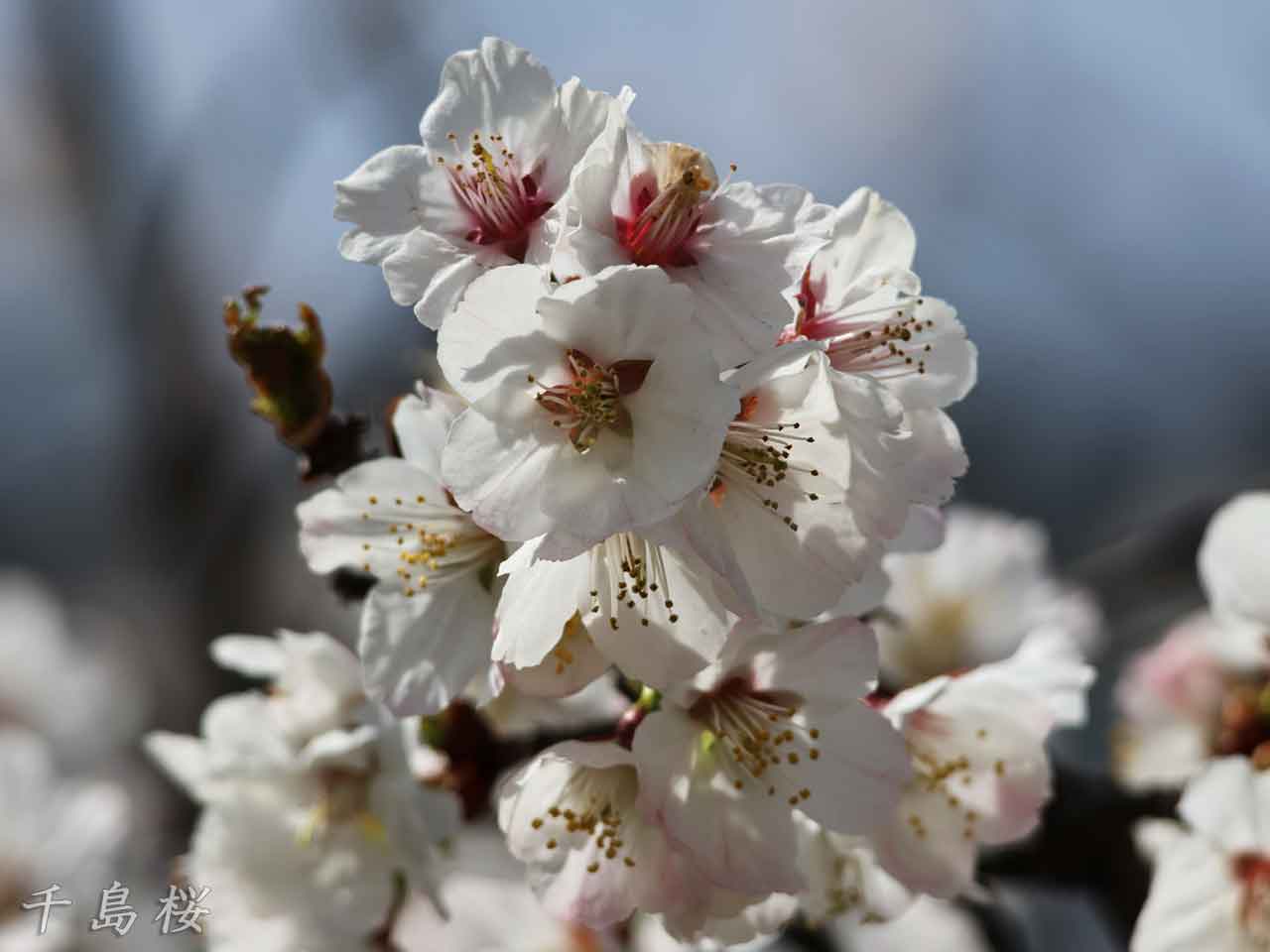 千島桜