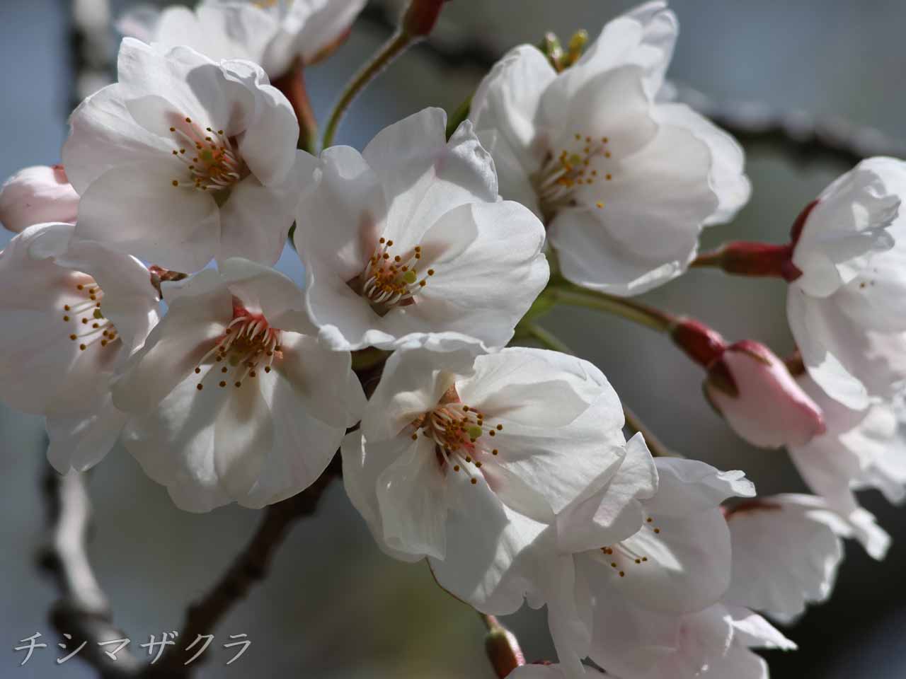 北海道神宮、チシマザクラ