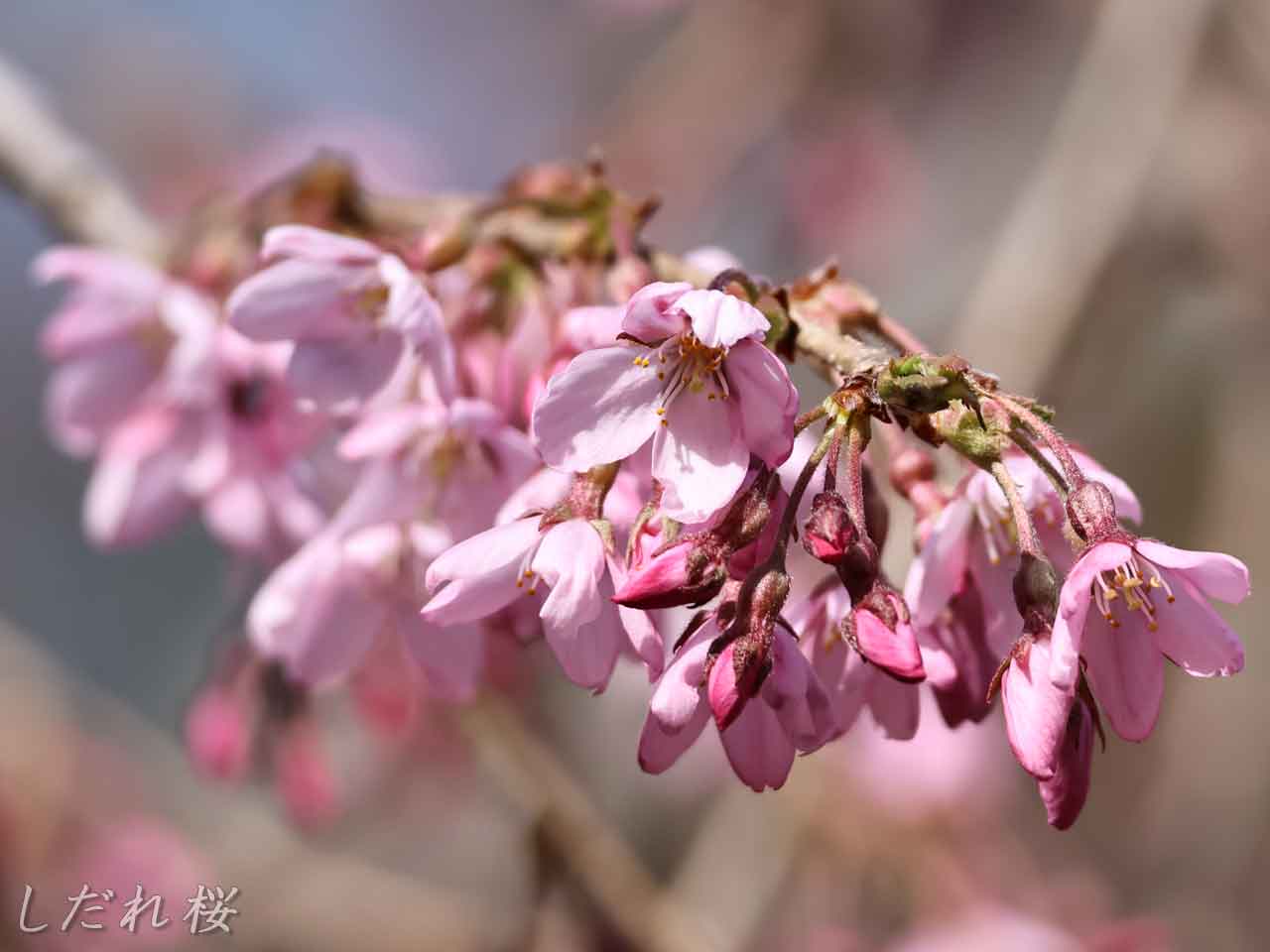 北海道神宮、しだれ桜