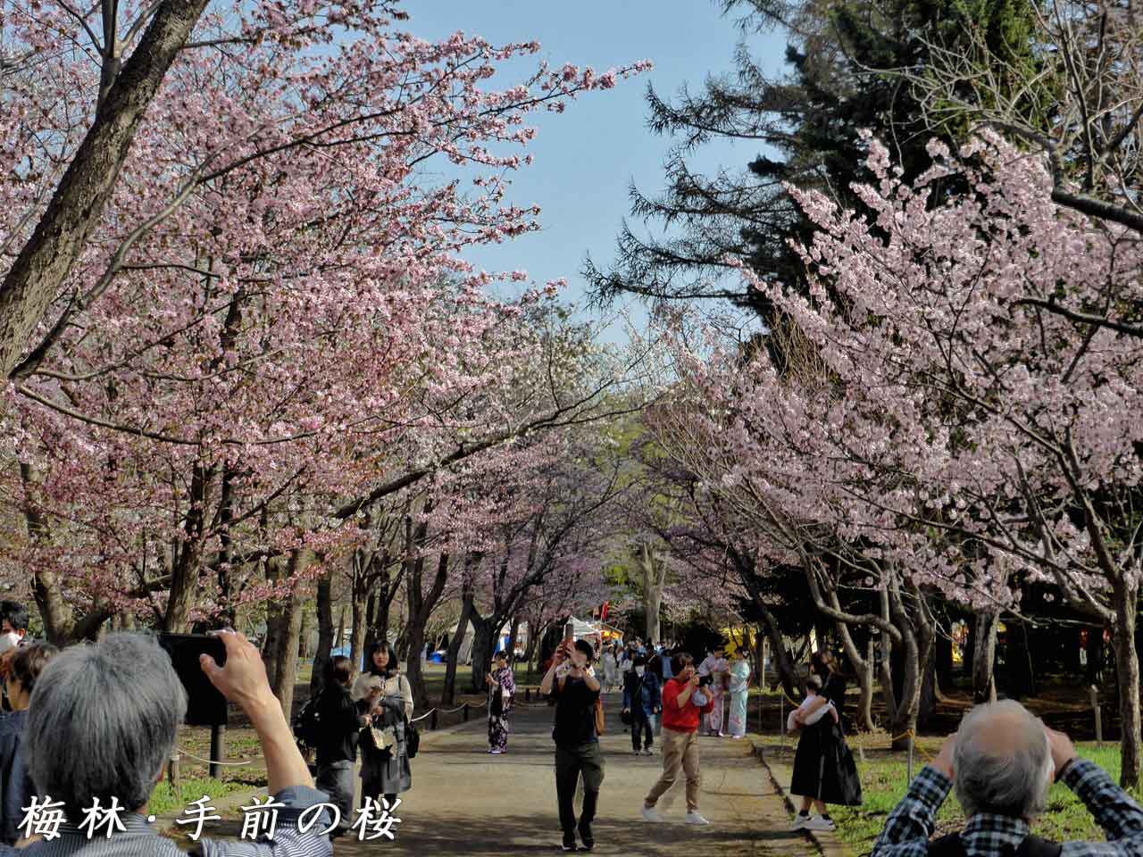 梅林、桜の並木道