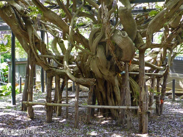 天神藤の木