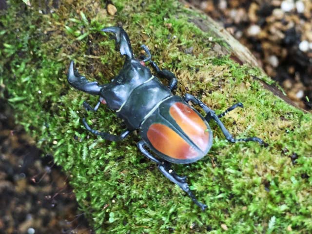 オランウータンとボルネオの森 、フェモラリス・ツヤクワガタ