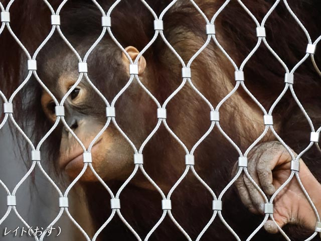 オランウータンとボルネオの森 、レイト