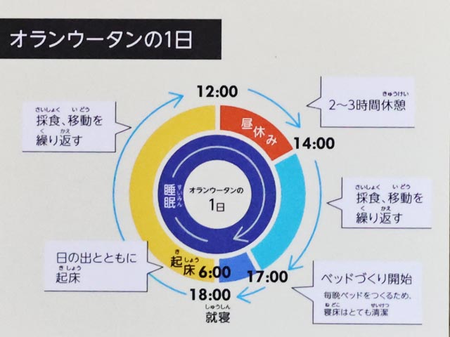 オランウータンに一日