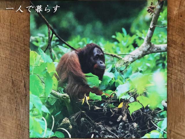 オランウータンとは