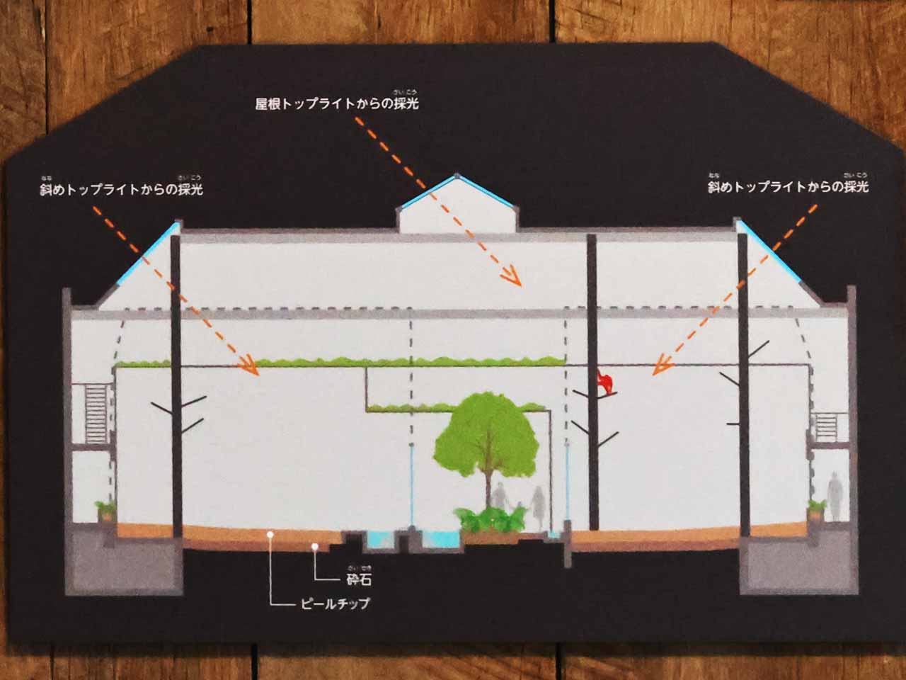 オランウータンとボルネオの森 、ボルネオの森構造図