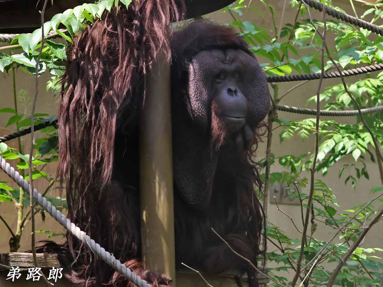 オランウータン、弟路郎(ていじろう・おす)