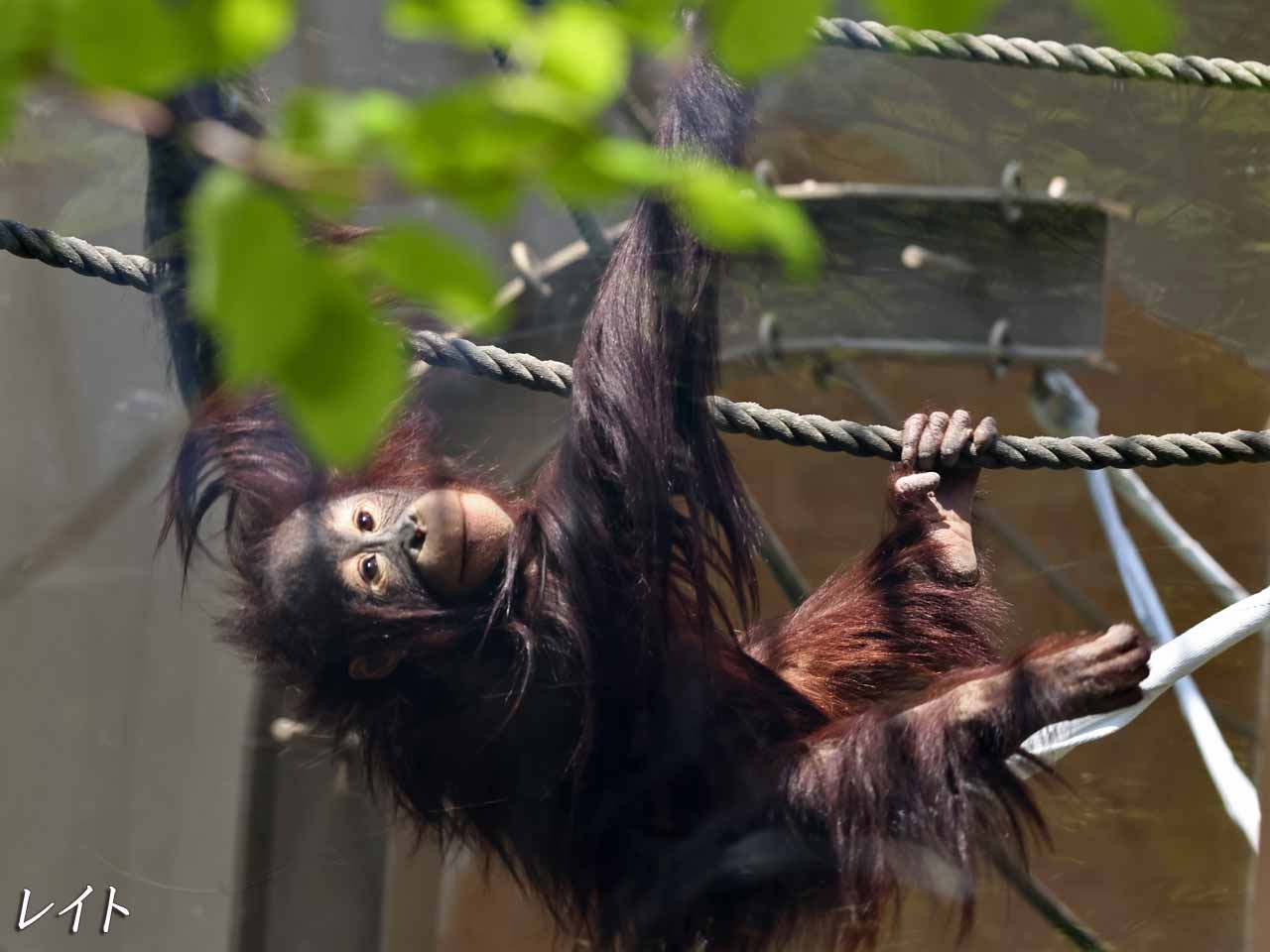 オランウータン、レイト(おす)