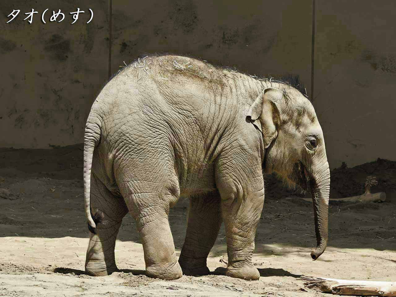 アジアゾウ・タオ、めす