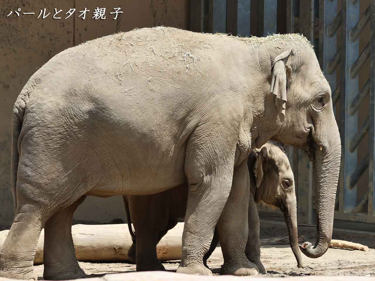 アジアゾウ・パールとタオ