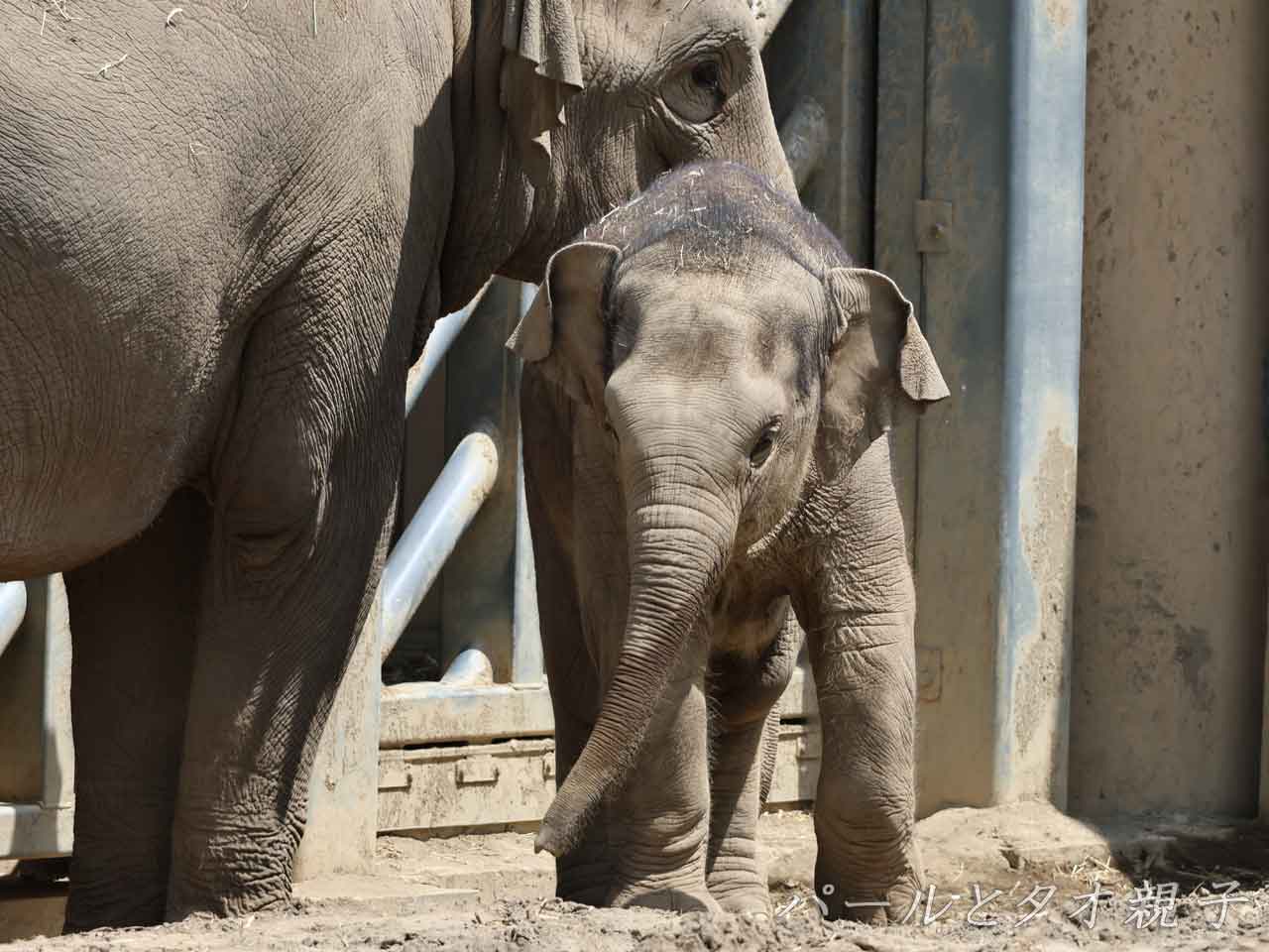 アジアゾウ・タオの顔