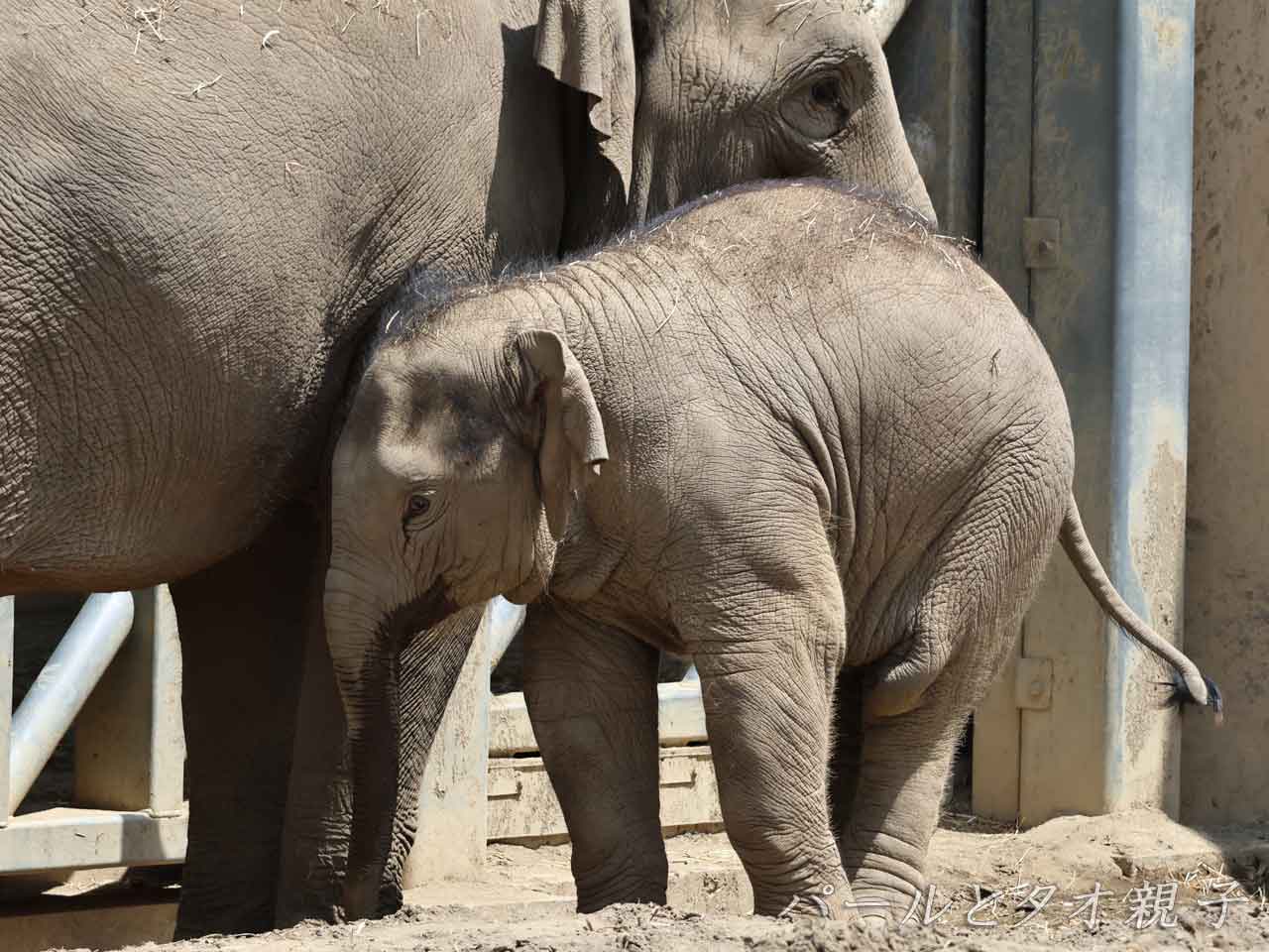 アジアゾウ・タオ、母によりそう