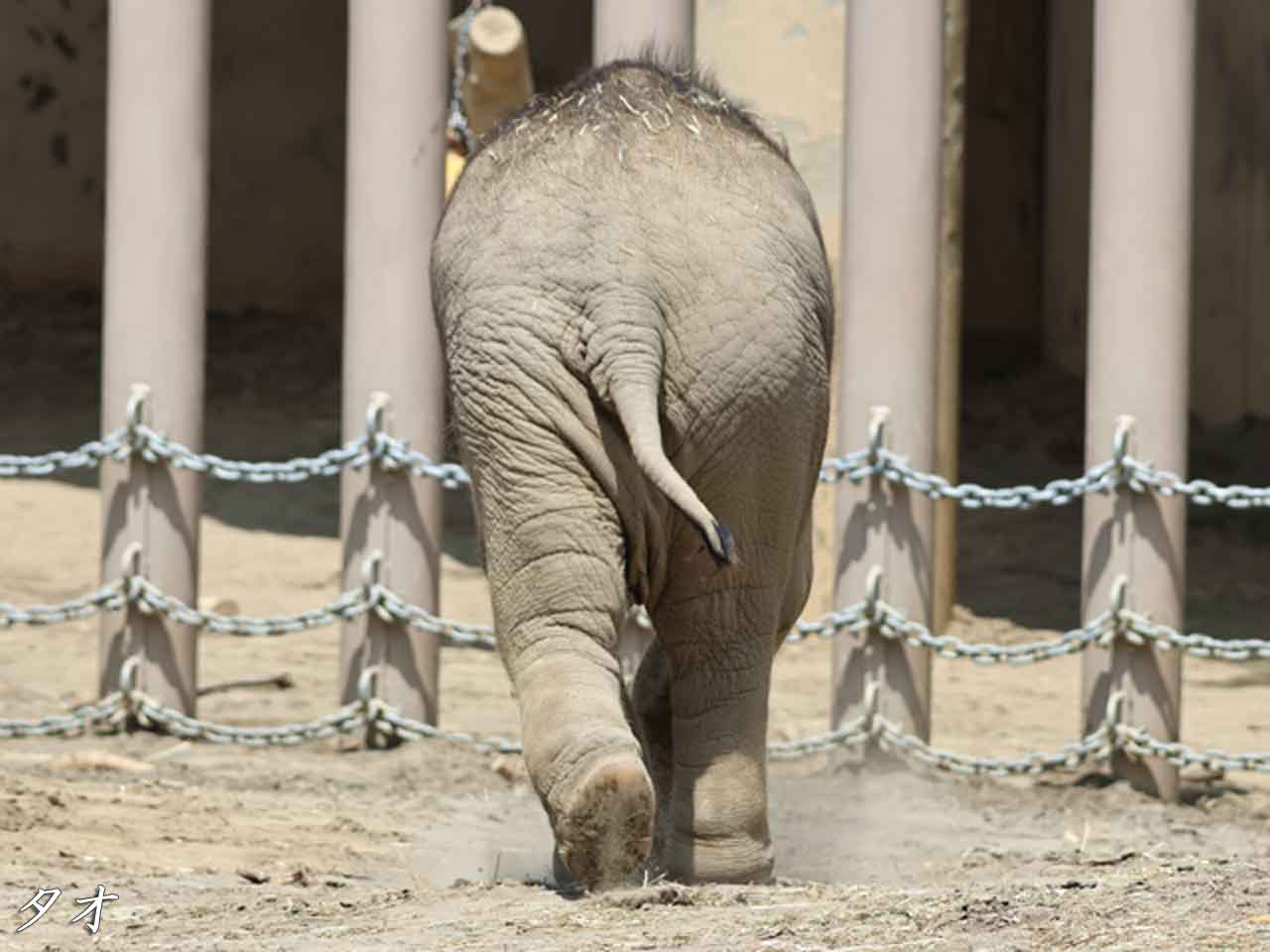 アジアゾウ・タオ、後ろ姿