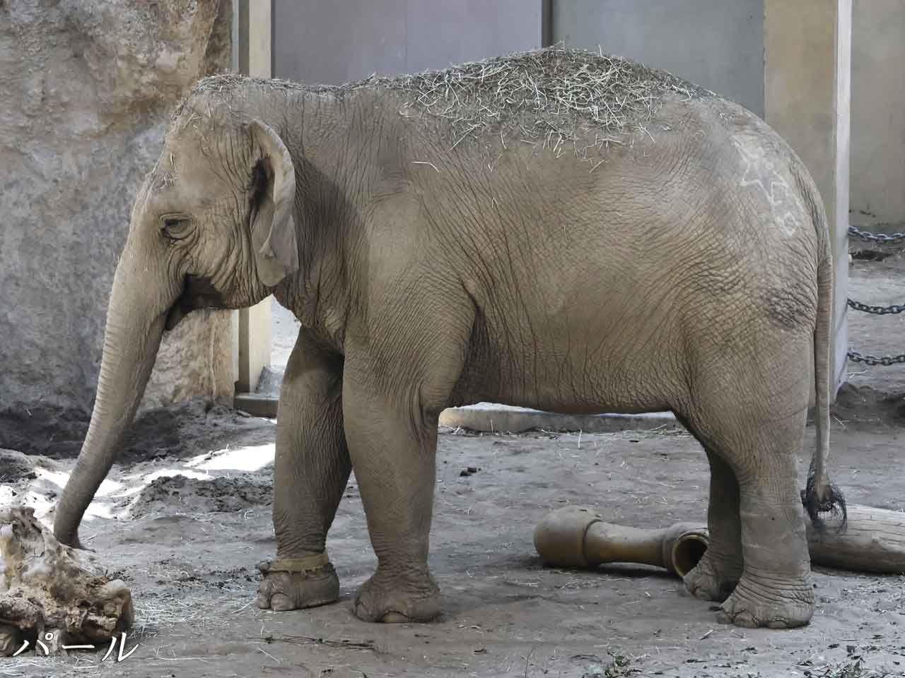 アジアゾウ・タオ、屋内