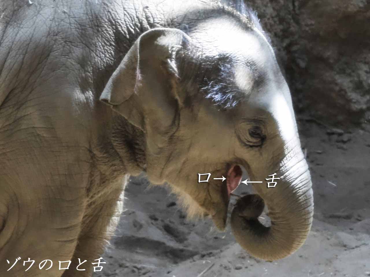 アジアゾウ、口と舌の図解