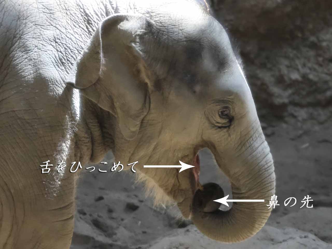 アジアゾウ、口と舌の図解