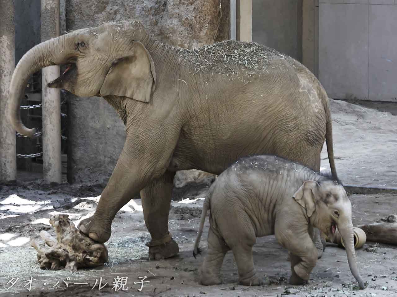 アジアゾウ親子