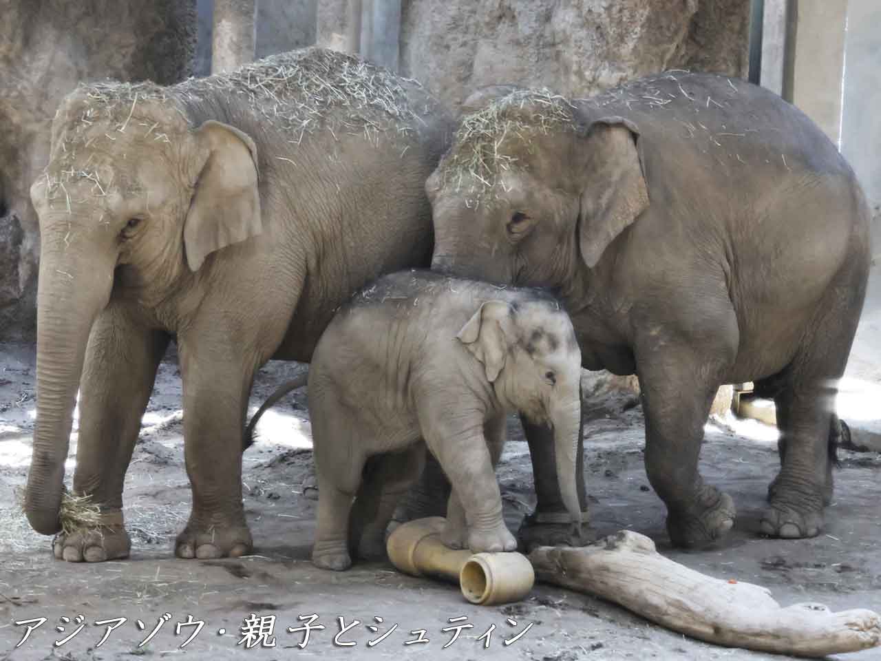 アジアゾウ・シュテインとアジアゾウ親子