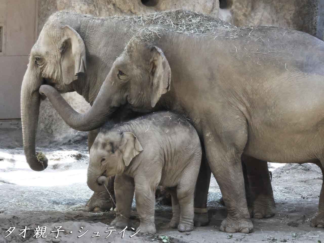 タオ親子とシュテイン