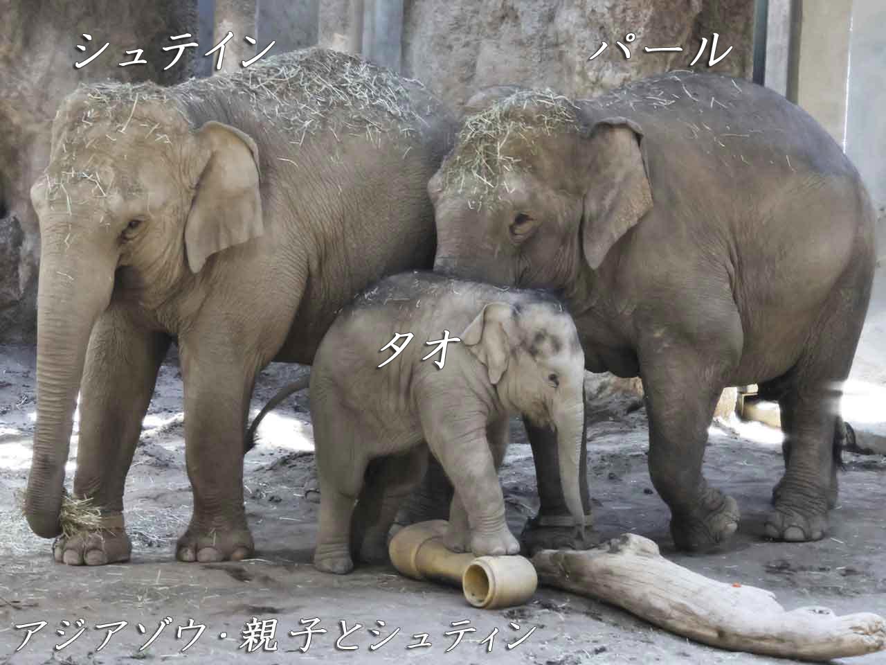 アジアゾウ・シュティン(めす)