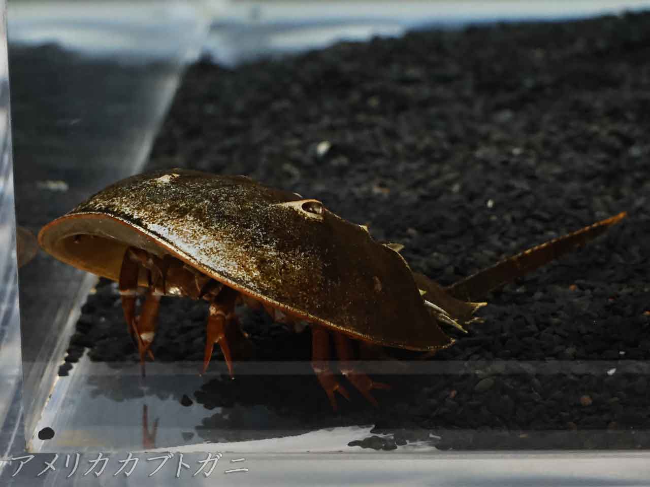 アメリカカブトガニ