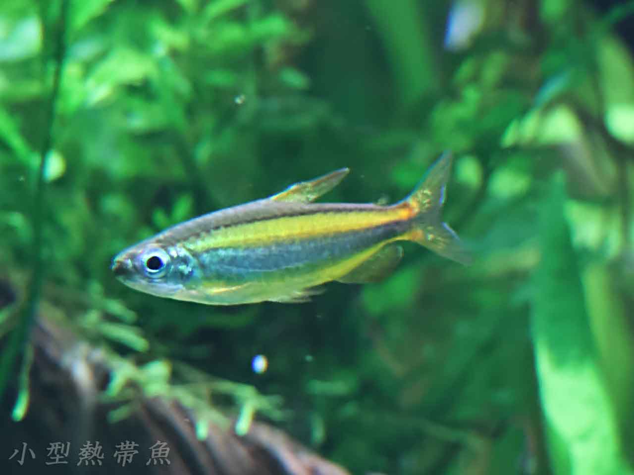 熱帯魚