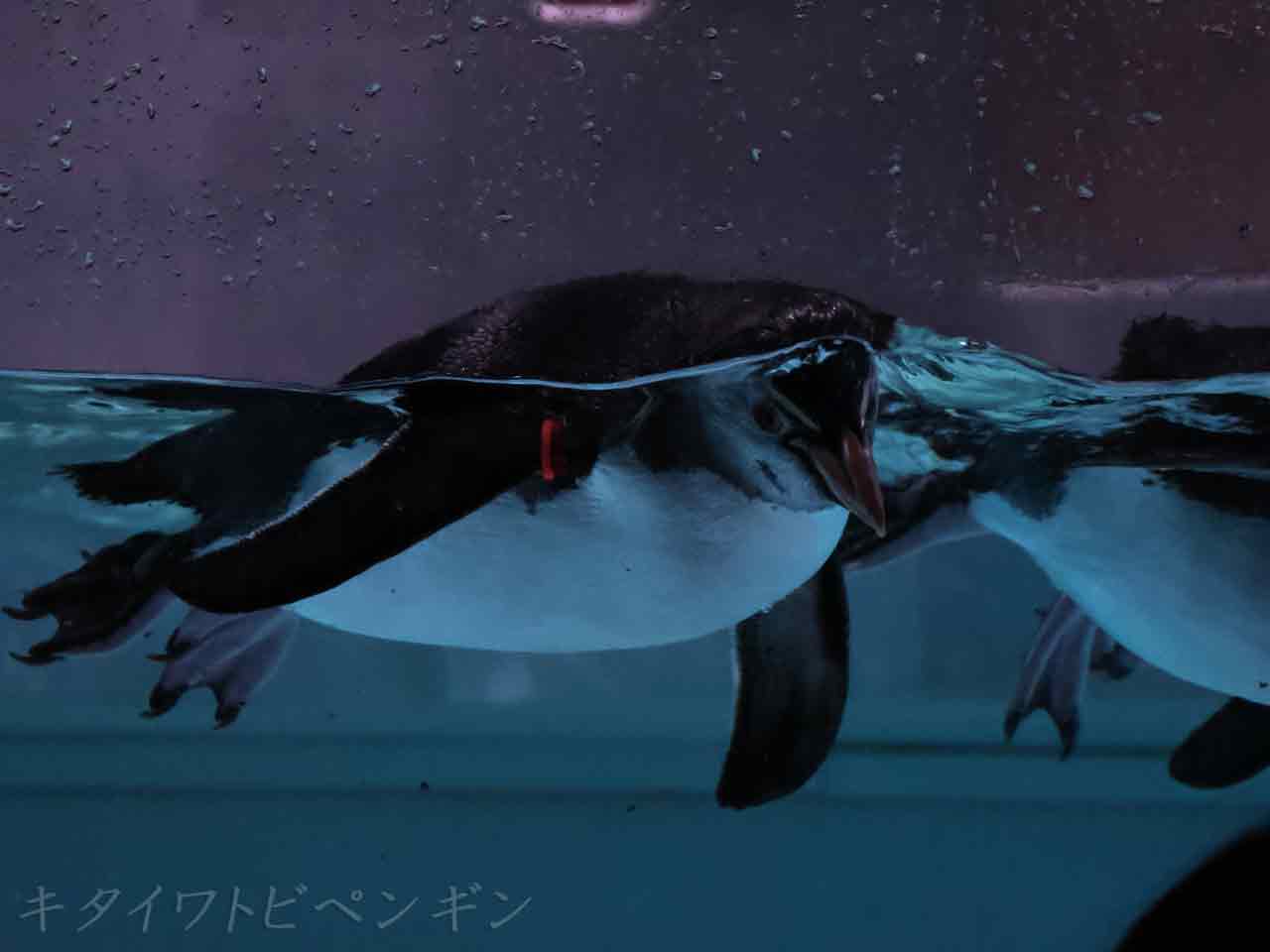 ペンギン