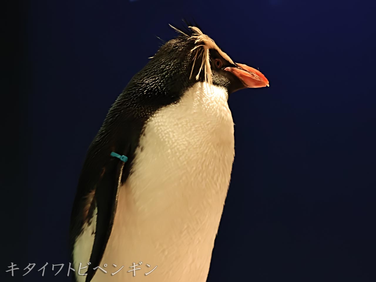 キタイワトビペンギン