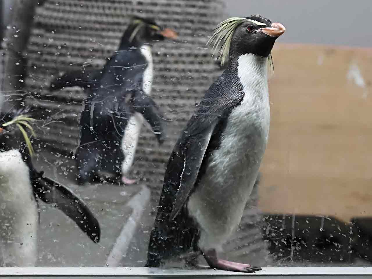 キタイワトビペンギン