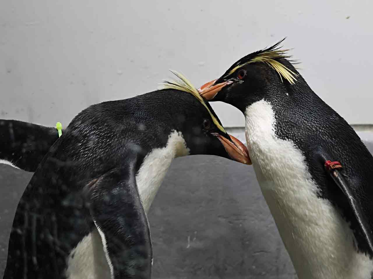 キタイワトビペンギン