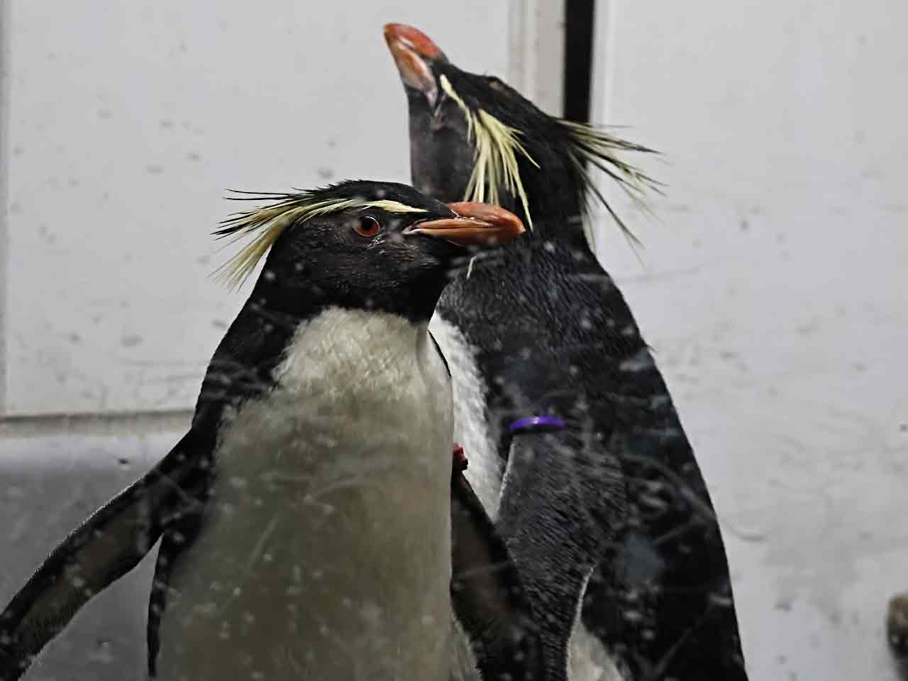 キタイワトビペンギン