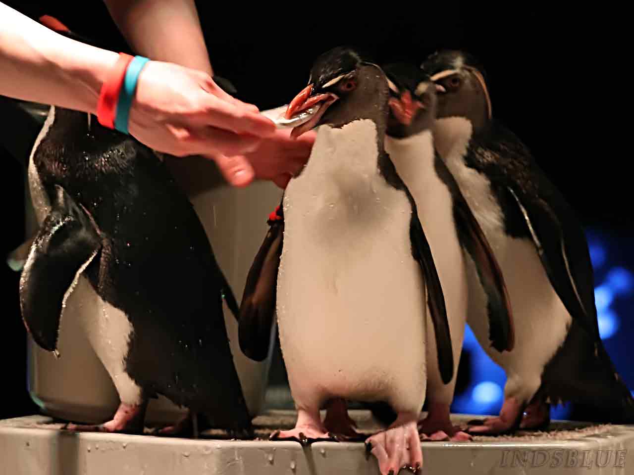 キタイワトビペンギン餌やり