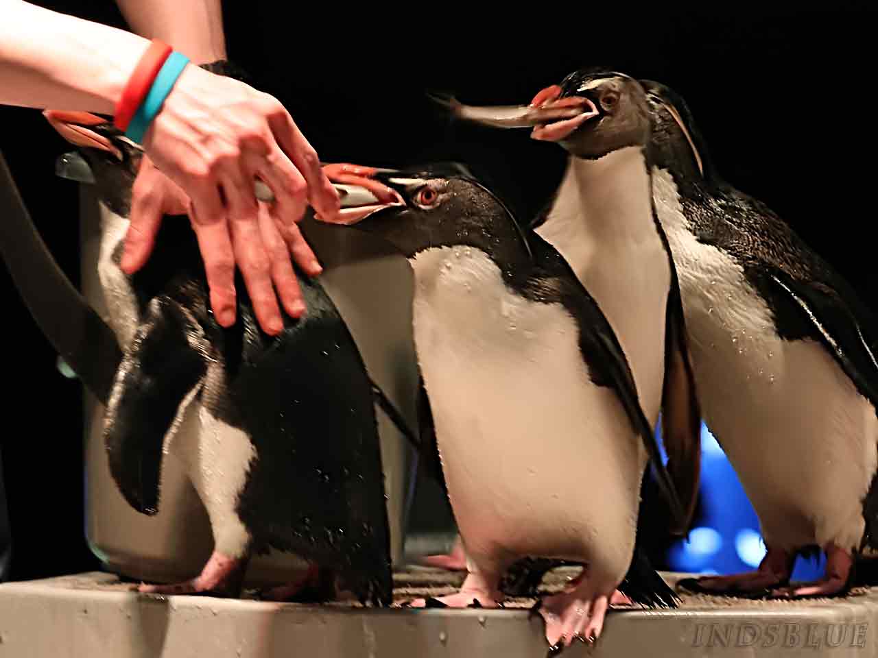 キタイワトビペンギン餌やり