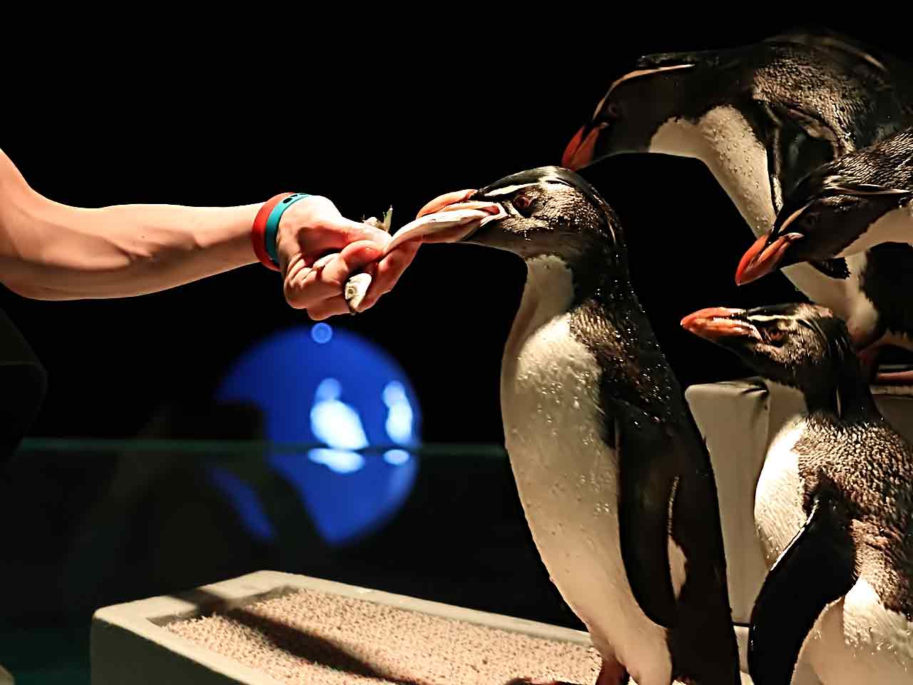 キタイワトビペンギン餌やり