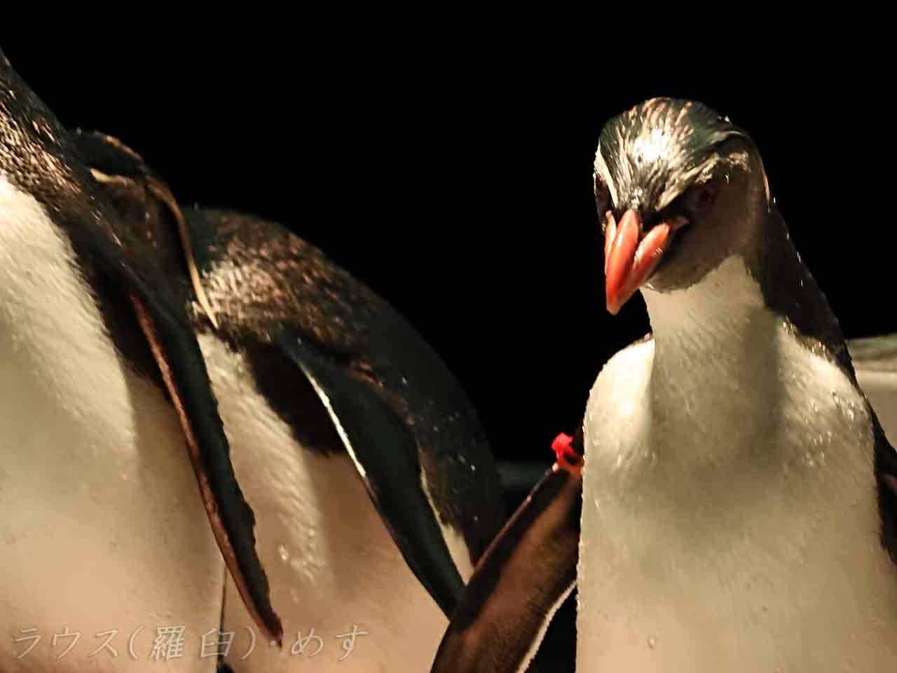 キタイワトビペンギン餌やり