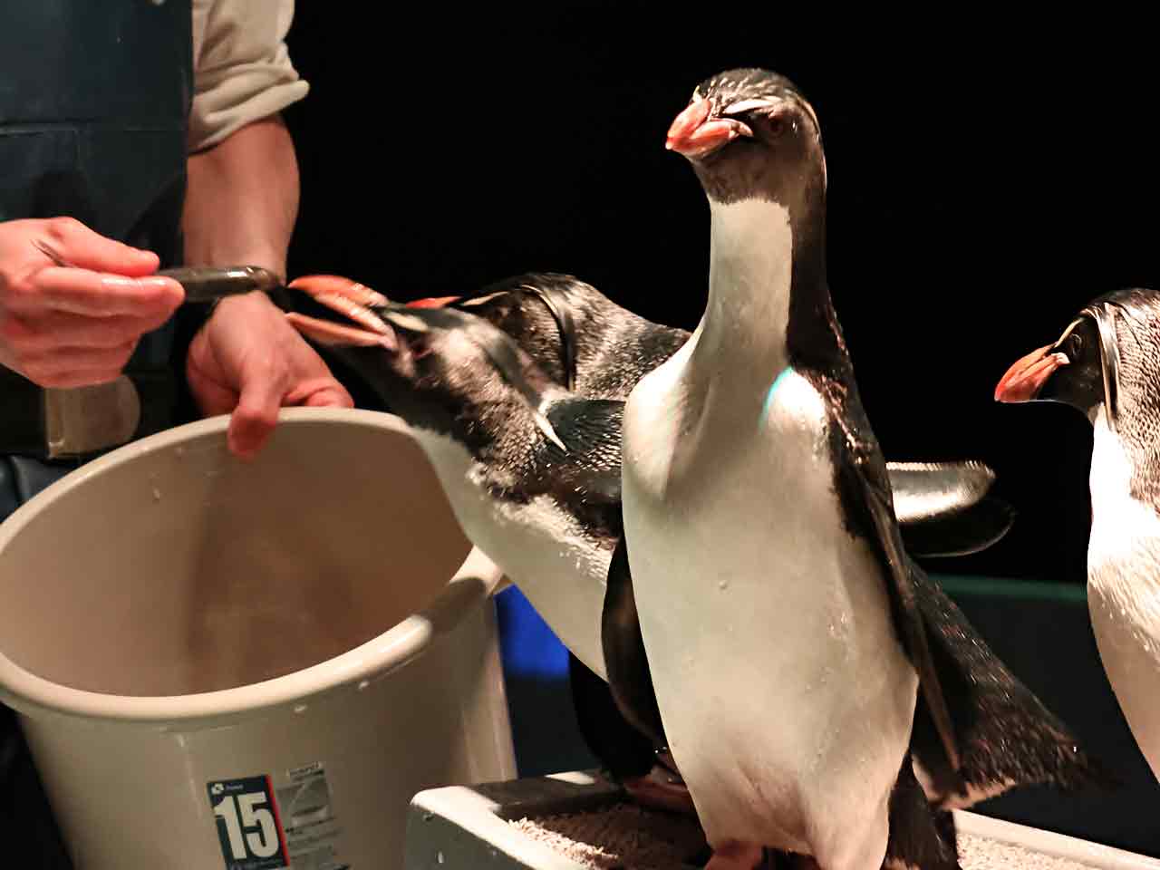 キタイワトビペンギン餌やり