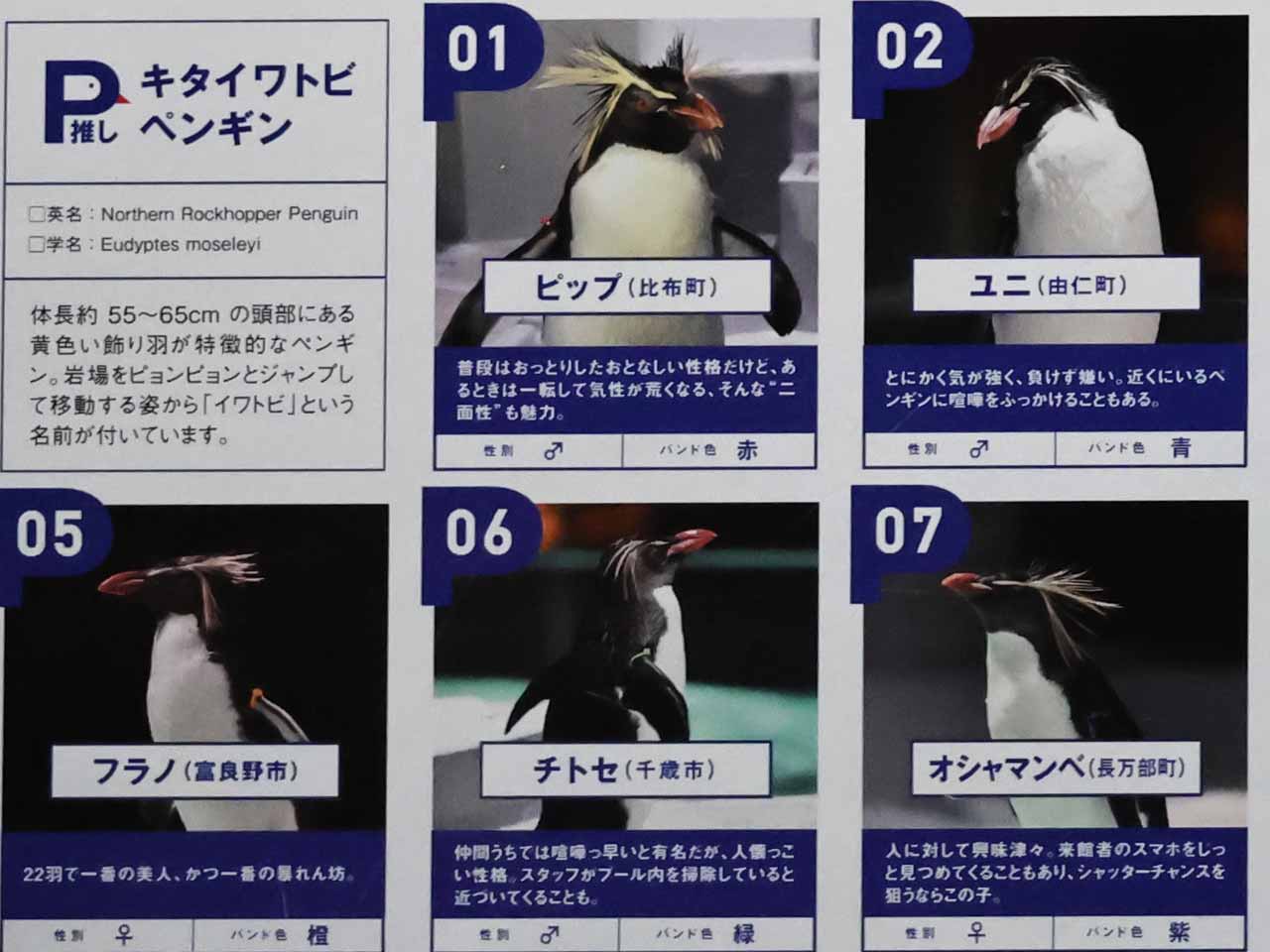 キタイワトビペンギン､バンドの色と名前