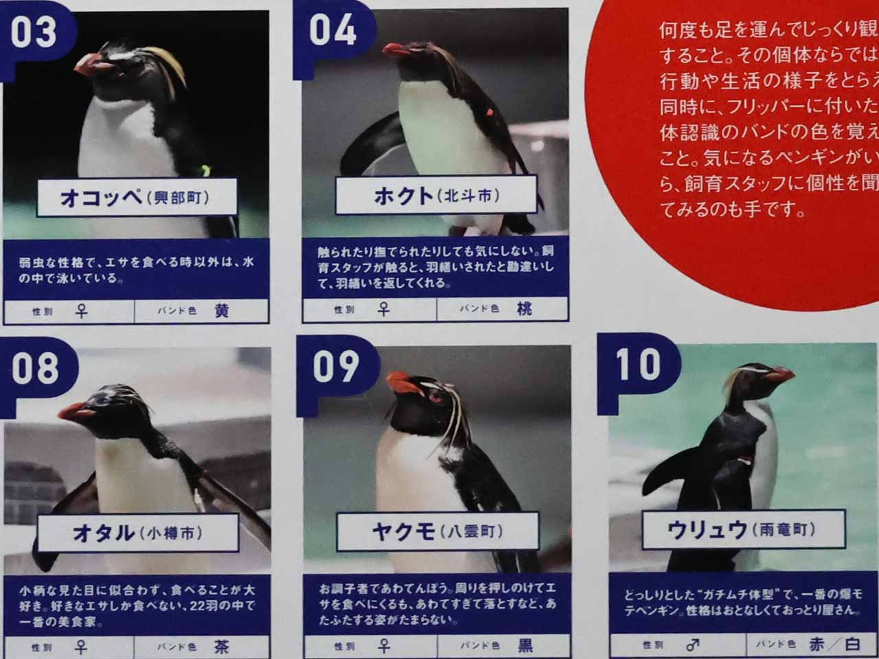 キタイワトビペンギン､バンドの色と名前