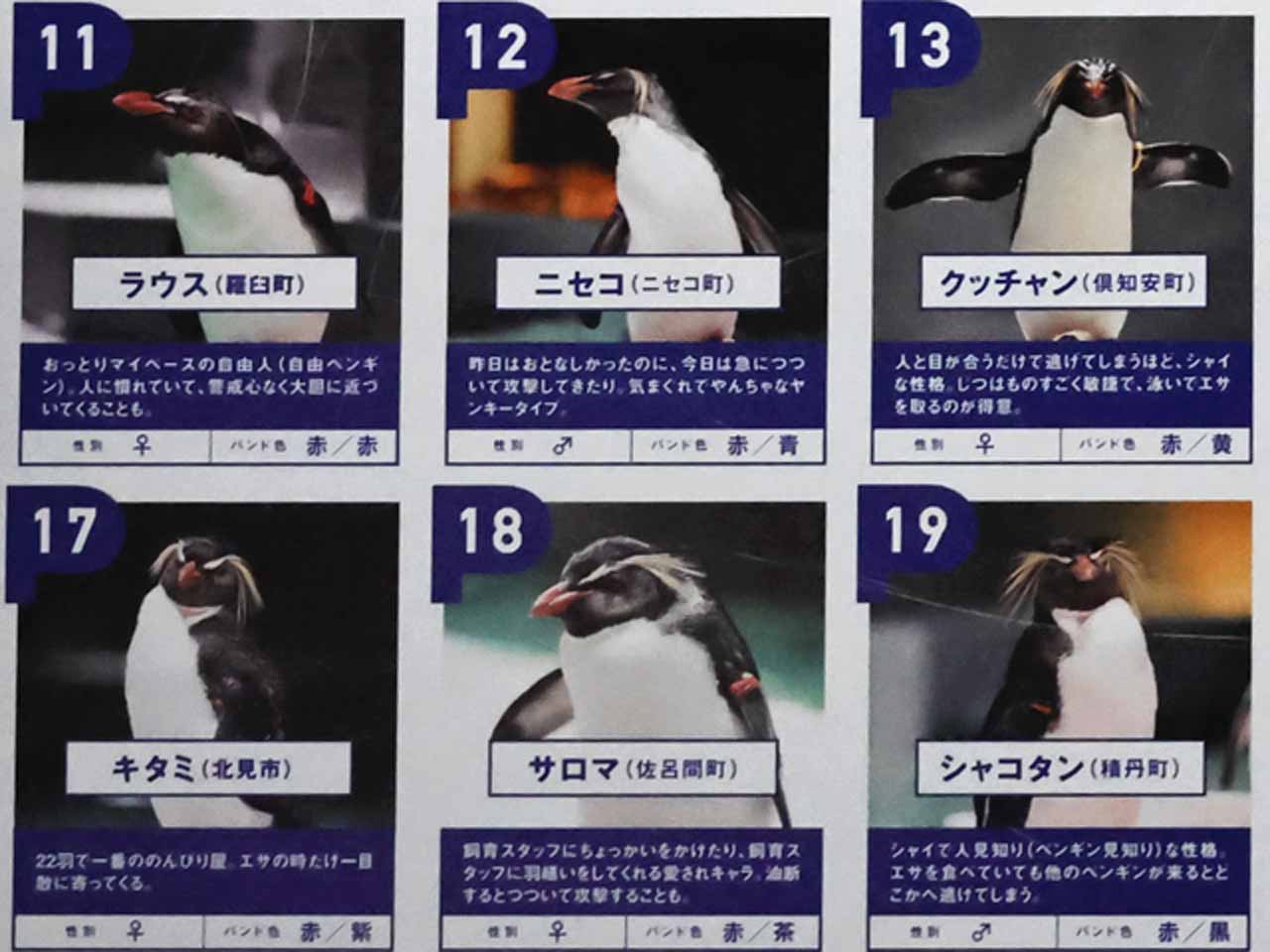 キタイワトビペンギン､バンドの色と名前