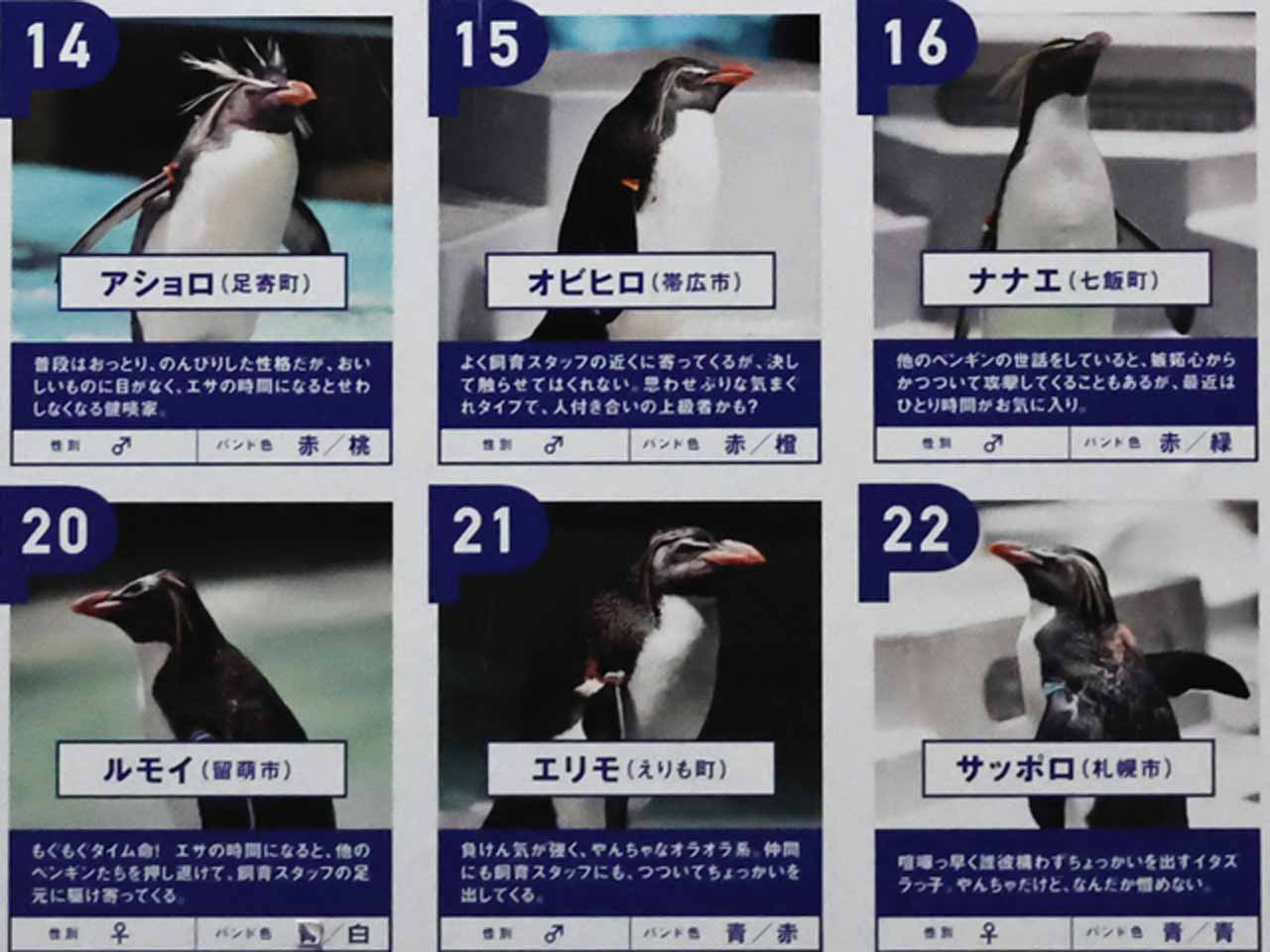 キタイワトビペンギン､バンドの色と名前