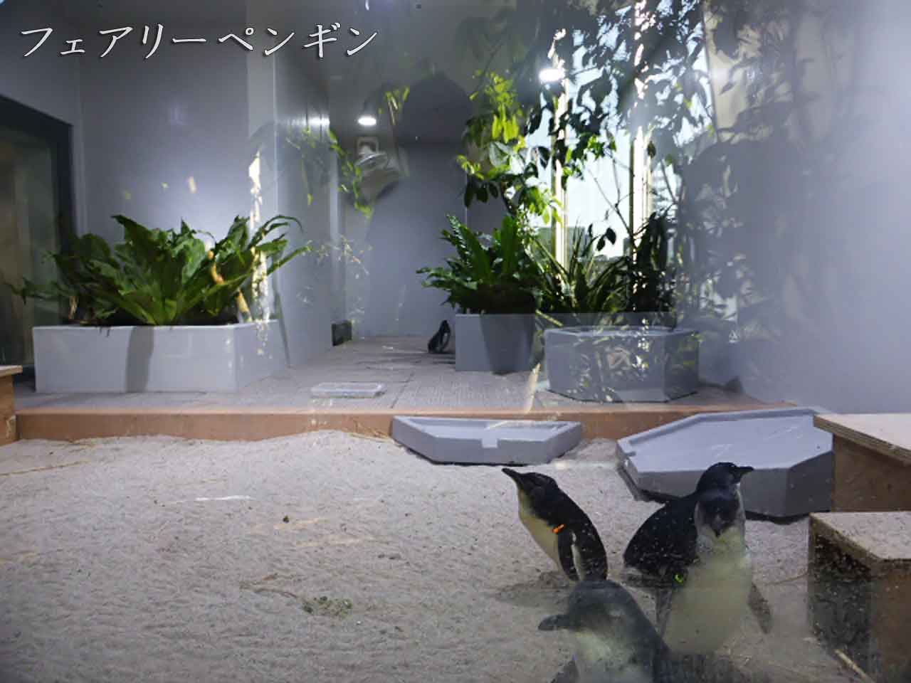 フェアリーペンギンの部屋