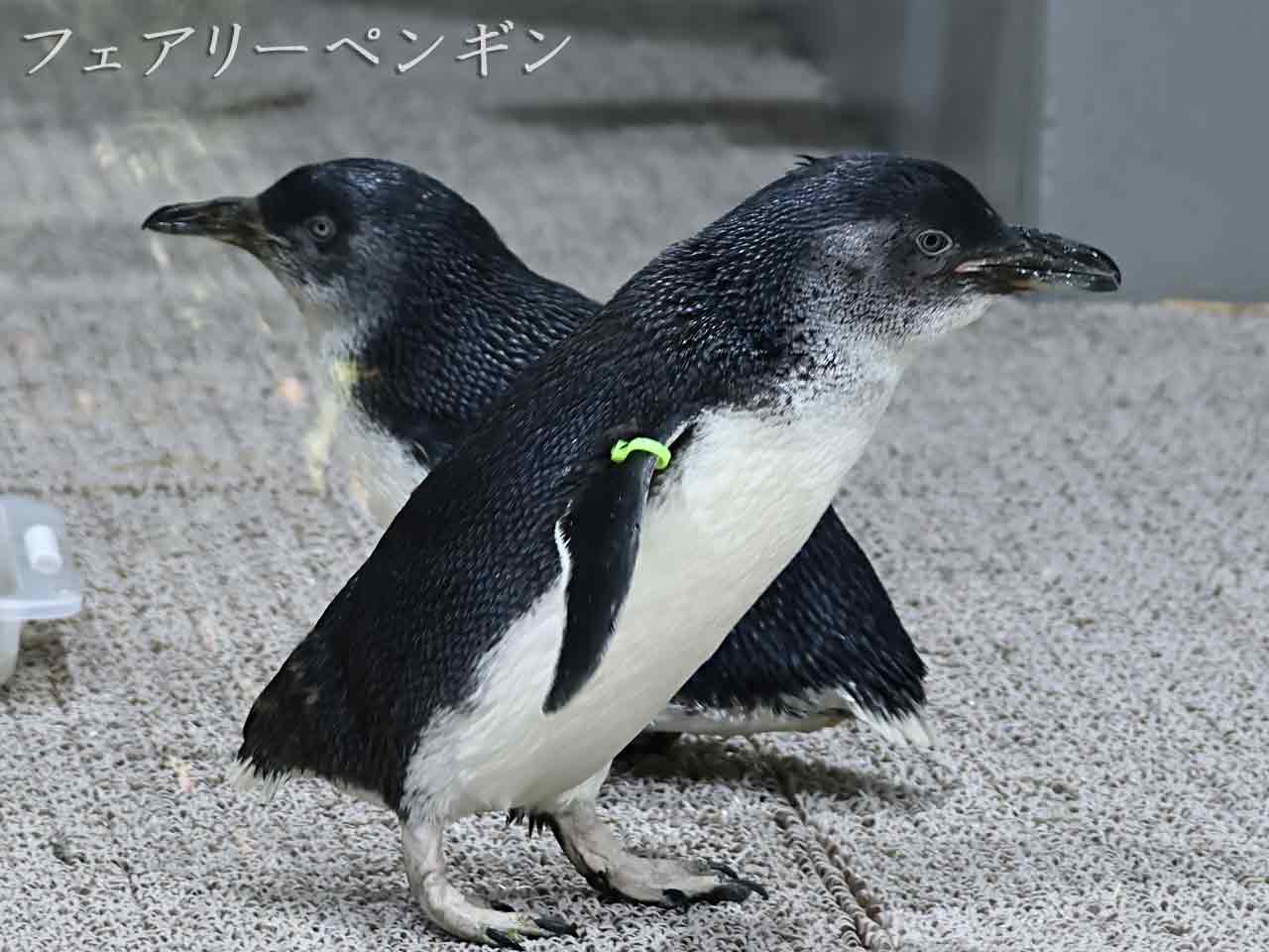 フェアリーペンギン