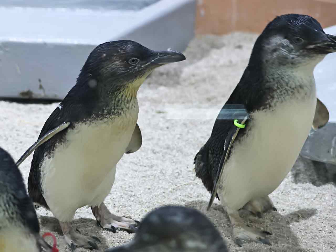 フェアリーペンギン