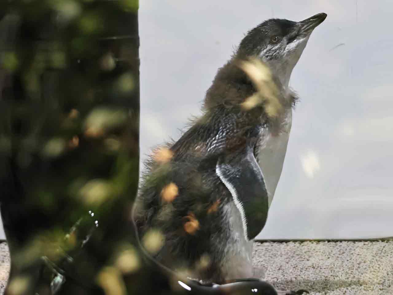 フェアリーペンギンのヒナ