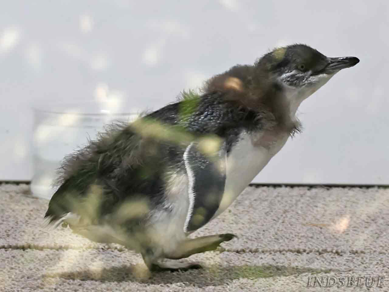 フェアリーペンギンのヒナ