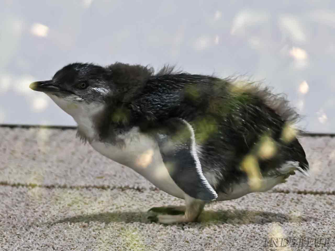 フェアリーペンギンのヒナ